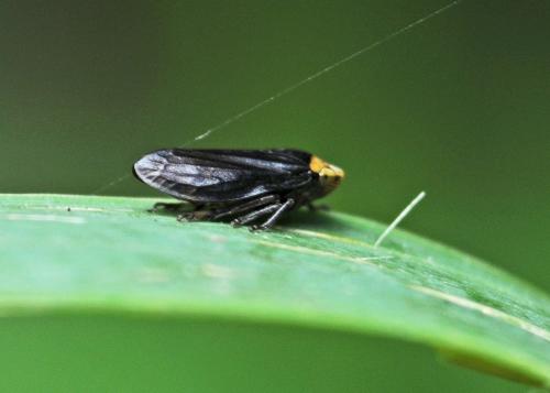 Philaenus spumarius